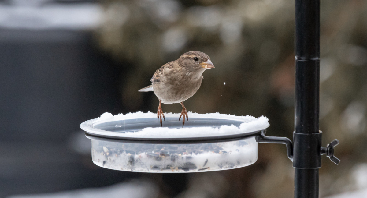 Пластиковые бутылки не мусор, а сокровище: делаю из них кашпо и кормушки — соседи приходят посмотреть и повторить